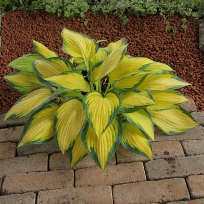 Hosta 'Orange Marmelade'